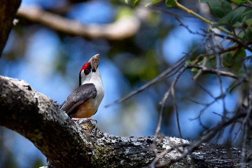iNaturalist image