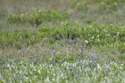 iNaturalist image
