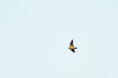 Black-And-Rufous Swallow photo 4