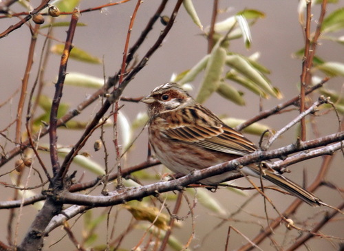 Escribano cabeciblanco (Emberiza leucocephalos)