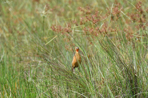 iNaturalist image