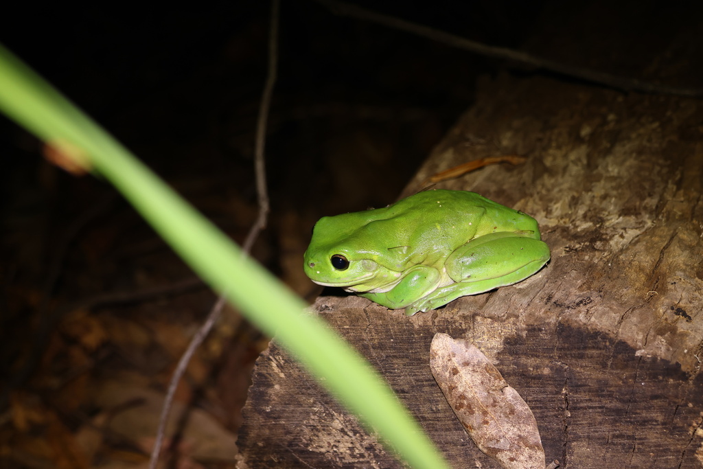 Australian Green Tree Frog from Lawson Cr, Coffs Harbour, NSW, AU on 27