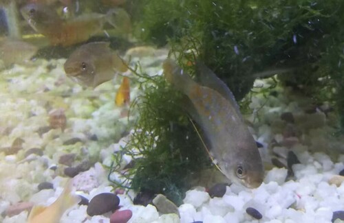 Thick-lipped gourami (Trichogaster labiosa) — Osphronemidae — 5