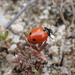 Coccinella undecimpunctata tripunctata - Photo (c) Théalie Dhellemmes, some rights reserved (CC BY-SA), uploaded by Théalie Dhellemmes
