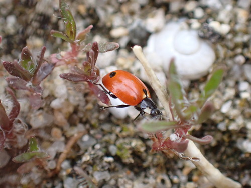 Eleven-spotted Ladybird Beetle