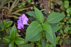 Ruellia breedlovei