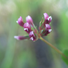 Trifolium gracilentum