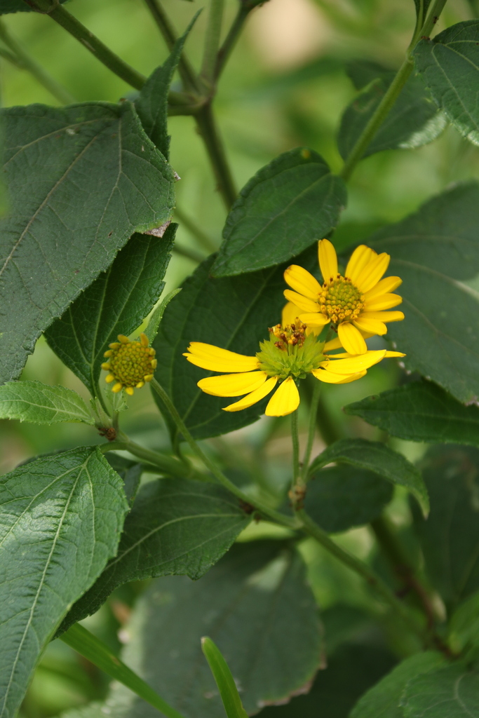 Melanthera scandens from Beachwood, Durban North, 4051, South Africa on