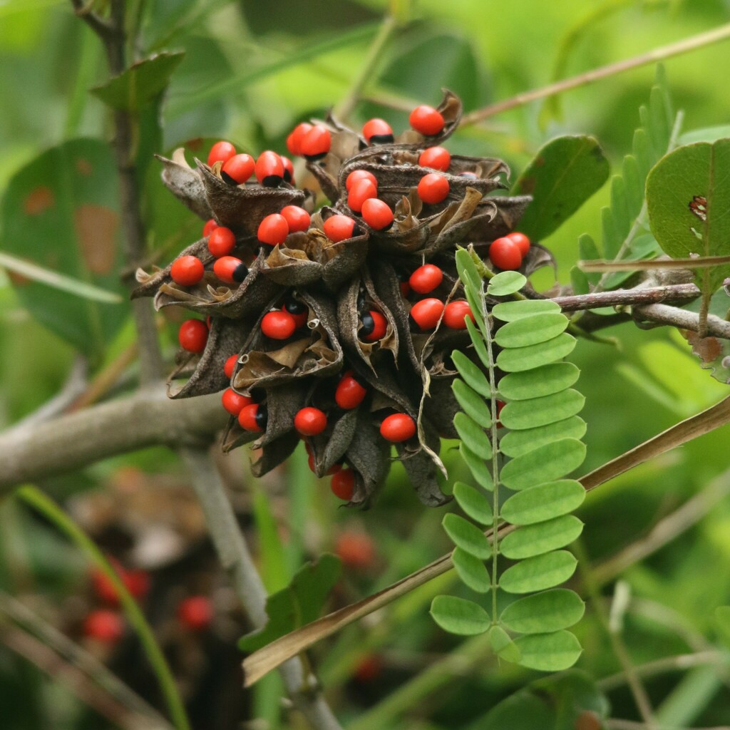 Abrus precatorius