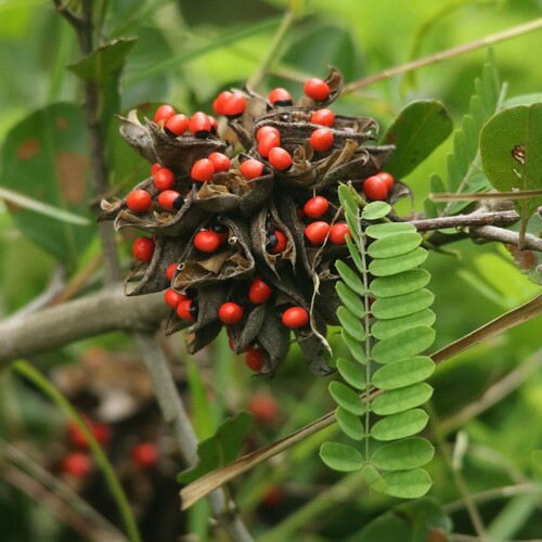 Abrus precatorius