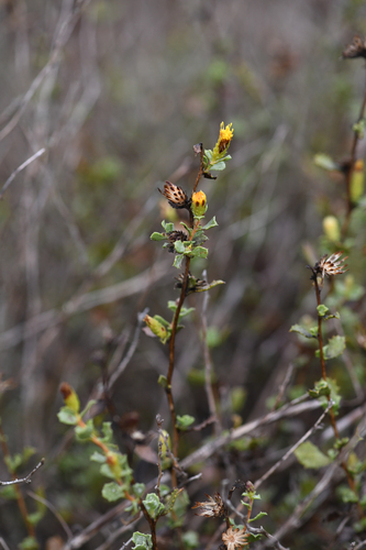 El Rosario Goldenbush (Hazardia rosarica)