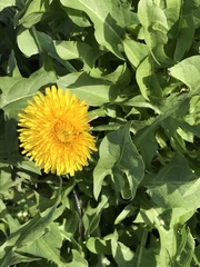 Taraxacum