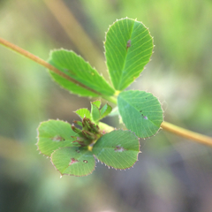 Trifolium gracilentum