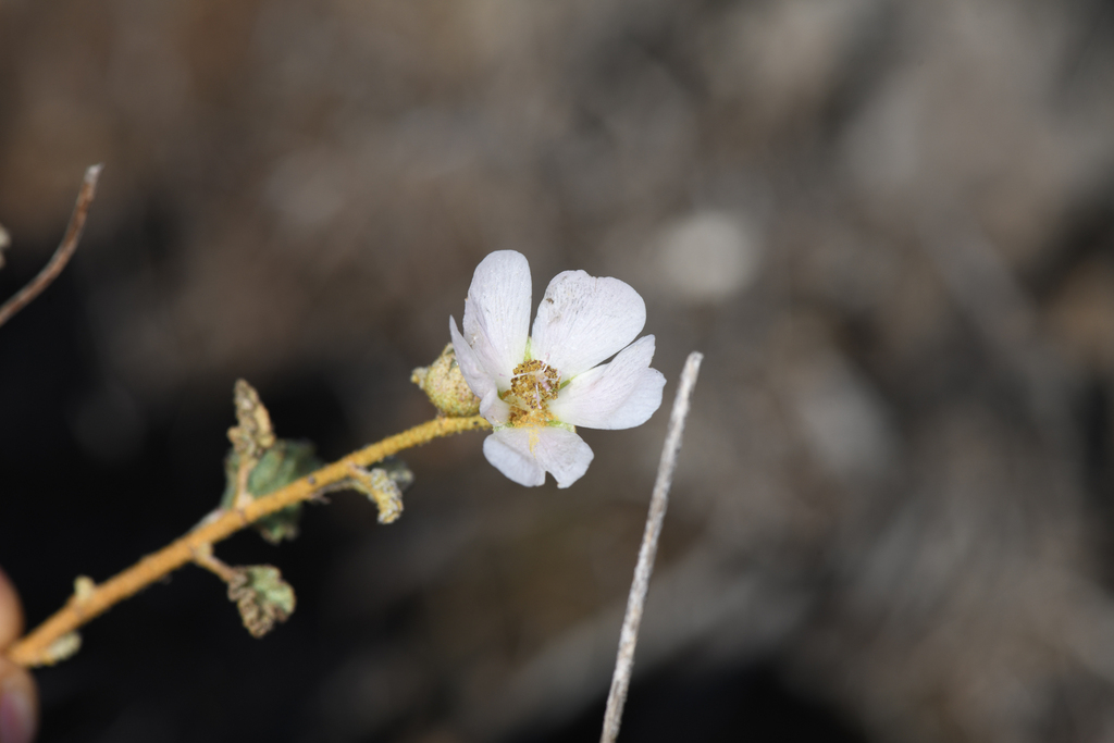 Sphaeralcea fulva; photograph (c) Trevor Van Loon, some rights reserved (CC BY)