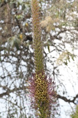 Agave warelliana
