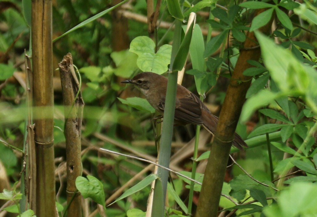 Little Rush-Warbler from Beachwood, Durban North, 4051, South Africa on ...