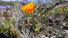 Eschscholzia lemmonii