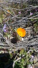 Eschscholzia lemmonii