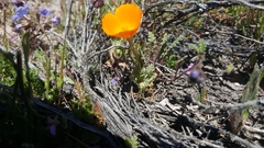 Eschscholzia lemmonii