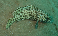 Long-Finned Rock-Cod photo 3