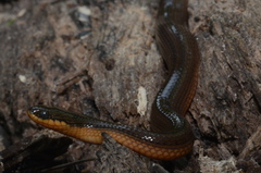 Liodytes rigida sinicola