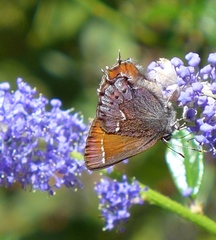 Callophrys muiri