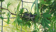 Acanthoplus discoidalis