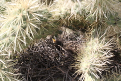 Toxostoma curvirostre