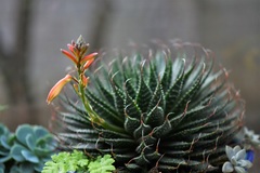 Aristaloe aristata