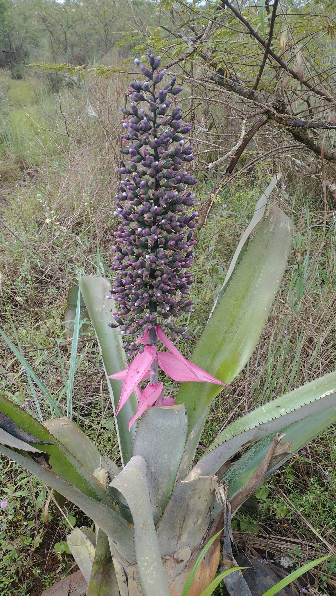 Aechmea castelnavii