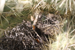 Toxostoma curvirostre