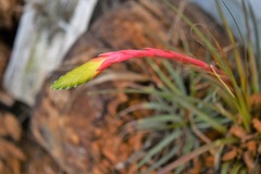 Tillandsia tricolor