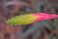 Tillandsia tricolor