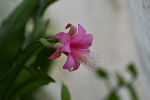 Disocactus nelsonii, photograph 4