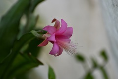 Disocactus nelsonii