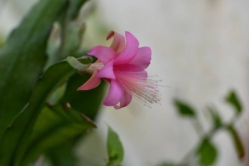 Disocactus nelsonii, photograph 5