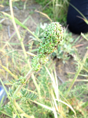 Acaena pinnatifida californica