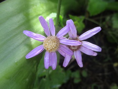Pericallis tussilaginis