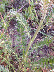 Acaena pinnatifida californica