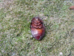 Blaberinae