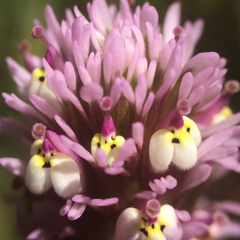 Castilleja densiflora