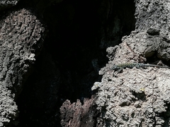 Podarcis muralis nigriventris