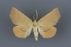 Caripeta ocellaria