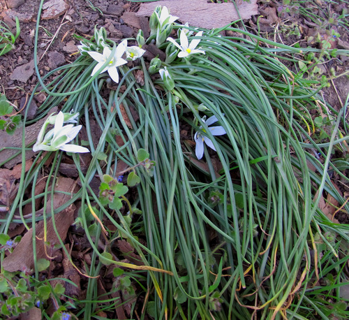 Ornithogalum refractum