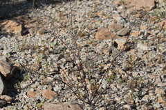 Eriogonum deflexum