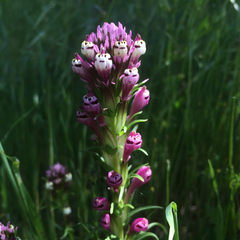 Castilleja densiflora