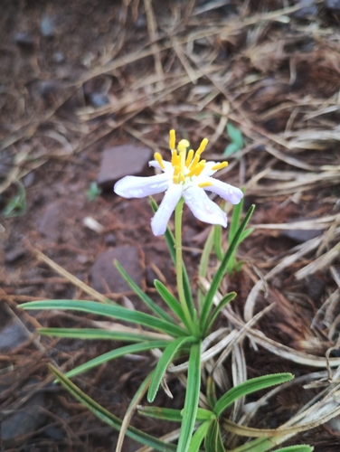 Vellozia graminea