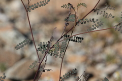 Eriogonum deflexum