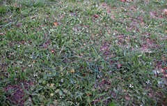 Capsella bursa-pastoris