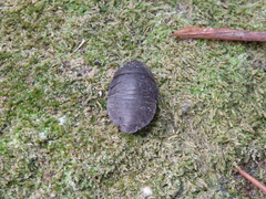 Blaberinae